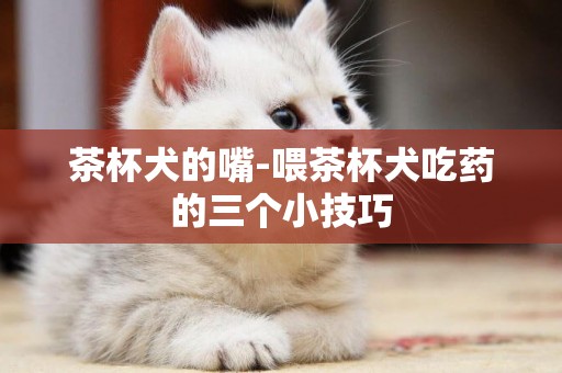 茶杯犬的嘴-喂茶杯犬吃藥的三個小技巧