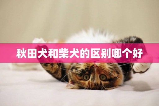 秋田犬和柴犬的區別哪個好