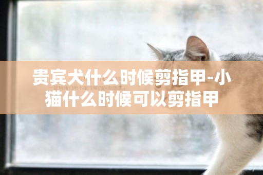 貴賓犬什么時候剪指甲-小貓什么時候可以剪指甲