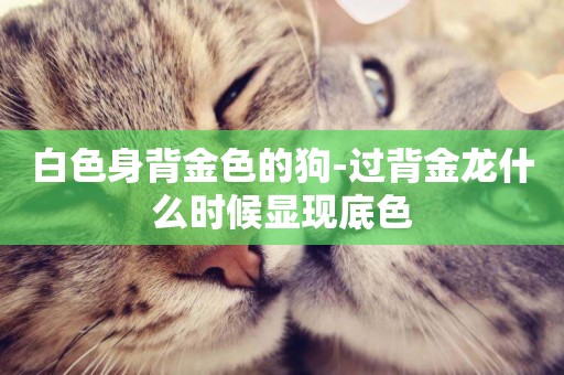 白色身背金色的狗-過背金龍什么時候顯現底色