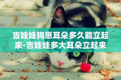 吉娃娃狗崽耳朵多久能立起來-吉娃娃多大耳朵立起來