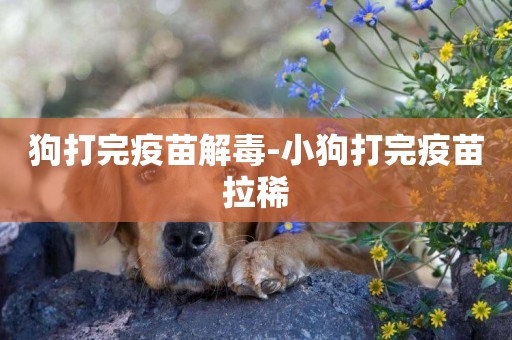 狗打完疫苗解毒-小狗打完疫苗拉稀