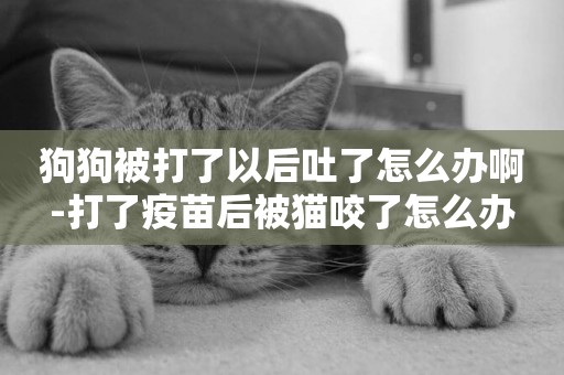 狗狗被打了以后吐了怎么辦啊-打了疫苗后被貓咬了怎么辦