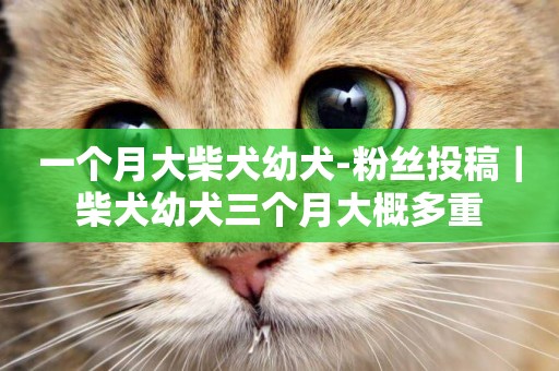 一個月大柴犬幼犬-粉絲投稿｜柴犬幼犬三個月大概多重