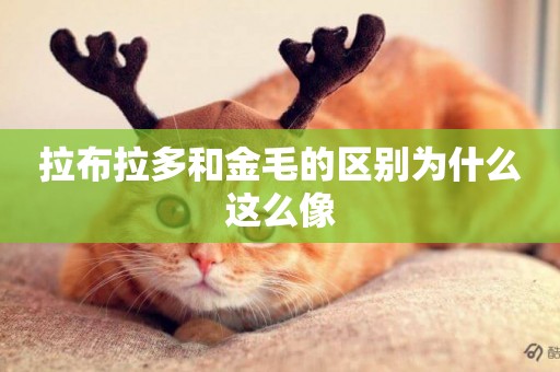 拉布拉多和金毛的區別為什么這么像
