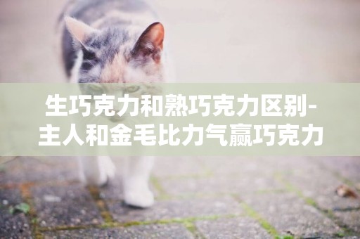 生巧克力和熟巧克力區別-主人和金毛比力氣贏巧克力