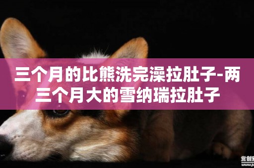 三個月的比熊洗完澡拉肚子-兩三個月大的雪納瑞拉肚子