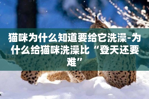 貓咪為什么知道要給它洗澡-為什么給貓咪洗澡比“登天還要難”