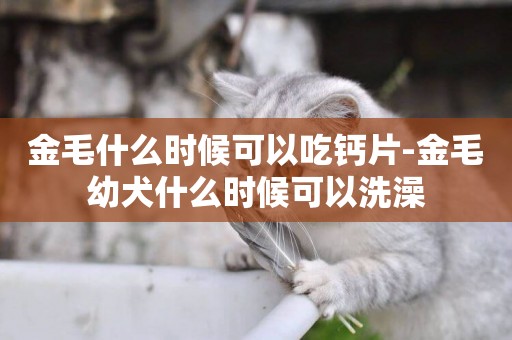 金毛什么時候可以吃鈣片-金毛幼犬什么時候可以洗澡