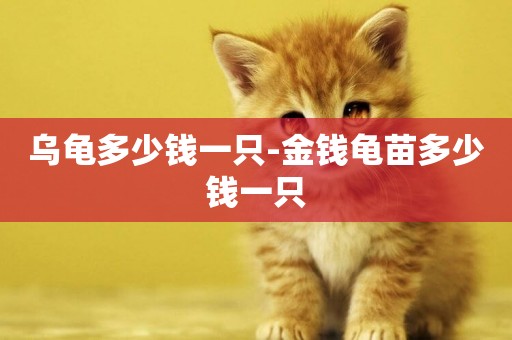 烏龜多少錢一只-金錢龜苗多少錢一只
