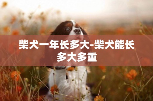 柴犬一年長多大-柴犬能長多大多重