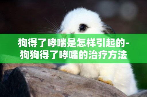 狗得了哮喘是怎樣引起的-狗狗得了哮喘的治療方法