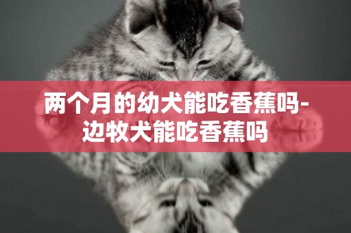兩個月的幼犬能吃香蕉嗎-邊牧犬能吃香蕉嗎