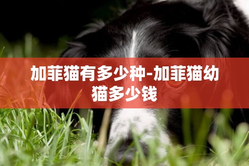 加菲貓有多少種-加菲貓幼貓多少錢