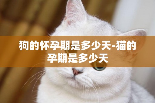 狗的懷孕期是多少天-貓的孕期是多少天