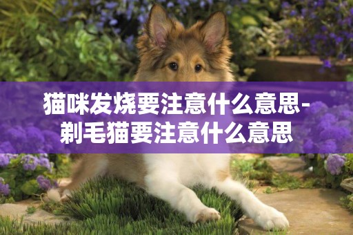貓咪發燒要注意什么意思-剃毛貓要注意什么意思