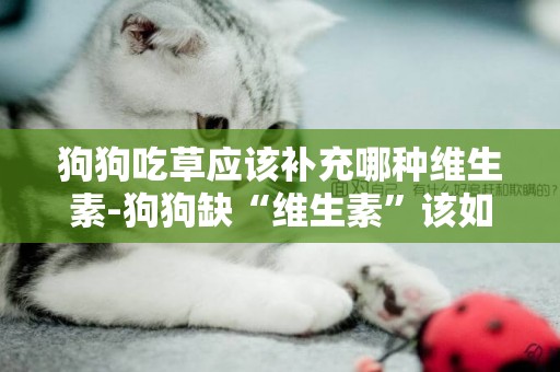 狗狗吃草應該補充哪種維生素-狗狗缺“維生素”該如何補充