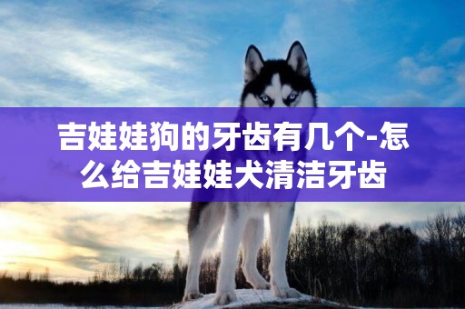 吉娃娃狗的牙齒有幾個-怎么給吉娃娃犬清潔牙齒