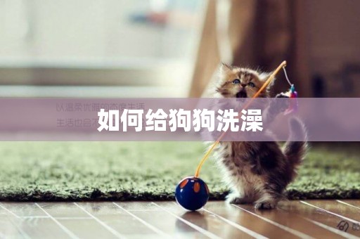 如何給狗狗洗澡