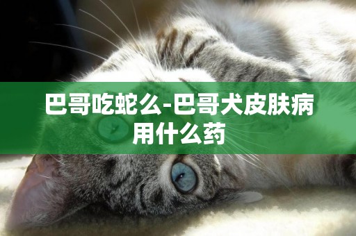 巴哥吃蛇么-巴哥犬皮膚病用什么藥