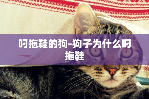 叼拖鞋的狗-狗子為什么叼拖鞋