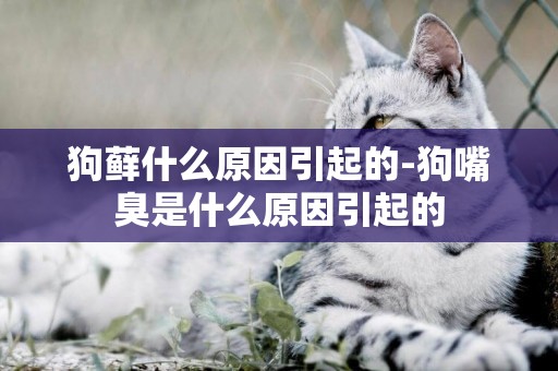 狗蘚什么原因引起的-狗嘴臭是什么原因引起的