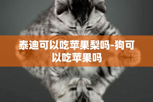 泰迪可以吃蘋果梨嗎-狗可以吃蘋果嗎