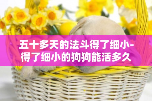 五十多天的法斗得了細小-得了細小的狗狗能活多久