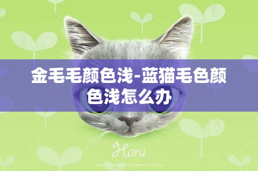 金毛毛顏色淺-藍貓毛色顏色淺怎么辦