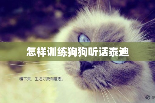 怎樣訓練狗狗聽話泰迪