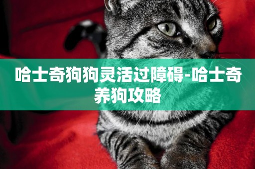 哈士奇狗狗靈活過障礙-哈士奇養狗攻略
