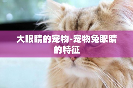 大眼睛的寵物-寵物兔眼睛的特征