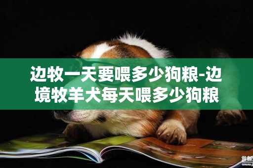 邊牧一天要喂多少狗糧-邊境牧羊犬每天喂多少狗糧