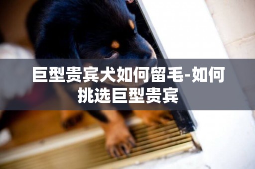 巨型貴賓犬如何留毛-如何挑選巨型貴賓