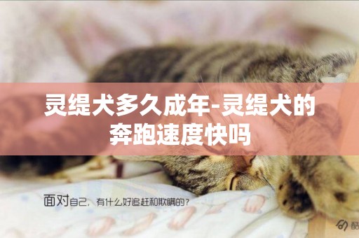 靈緹犬多久成年-靈緹犬的奔跑速度快嗎