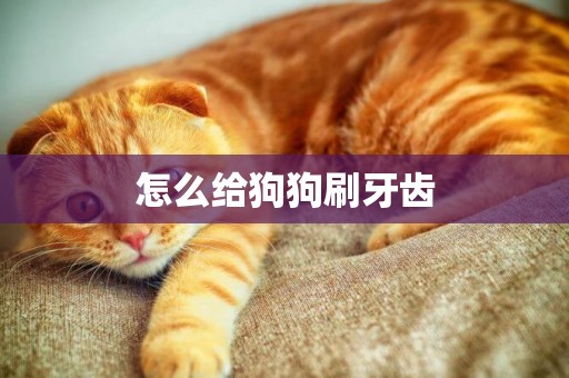 怎么給狗狗刷牙齒