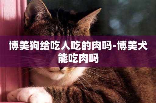 博美狗給吃人吃的肉嗎-博美犬能吃肉嗎