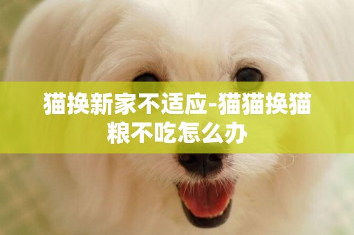 貓換新家不適應-貓貓換貓糧不吃怎么辦
