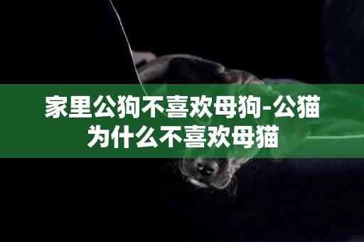 家里公狗不喜歡母狗-公貓為什么不喜歡母貓