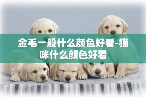 金毛一般什么顏色好看-貓咪什么顏色好看