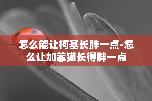 怎么能讓柯基長胖一點-怎么讓加菲貓長得胖一點