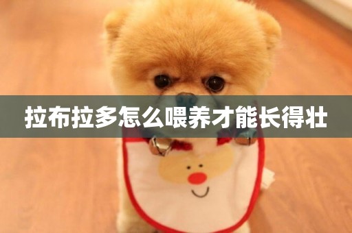 拉布拉多怎么喂養才能長得壯