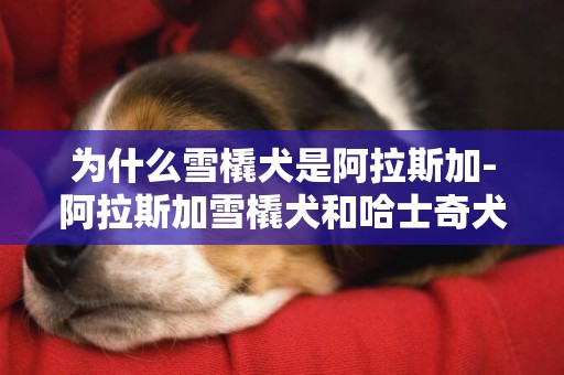 為什么雪橇犬是阿拉斯加-阿拉斯加雪橇犬和哈士奇犬有什么區別