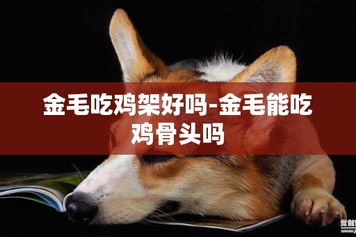 金毛吃雞架好嗎-金毛能吃雞骨頭嗎