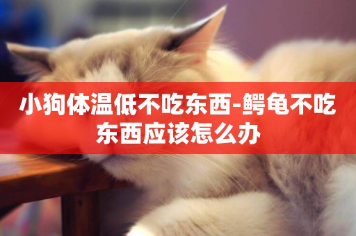 小狗體溫低不吃東西-鱷龜不吃東西應該怎么辦