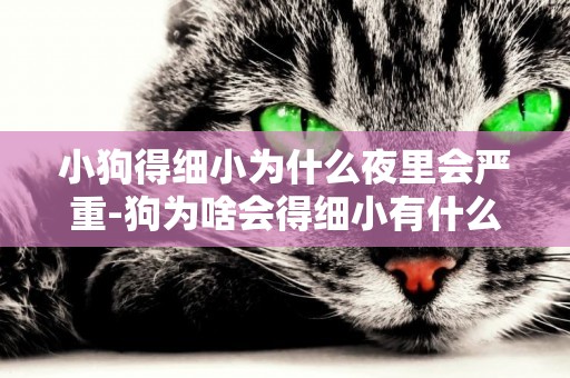 小狗得細小為什么夜里會嚴重-狗為啥會得細小有什么原因呢