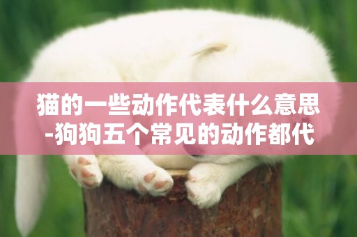 貓的一些動作代表什么意思-狗狗五個常見的動作都代表了什么意思