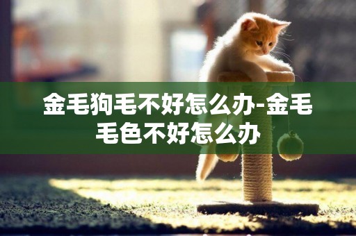 金毛狗毛不好怎么辦-金毛毛色不好怎么辦