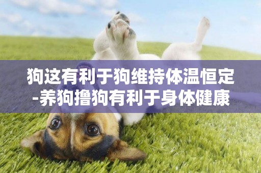 狗這有利于狗維持體溫恒定-養狗擼狗有利于身體健康
