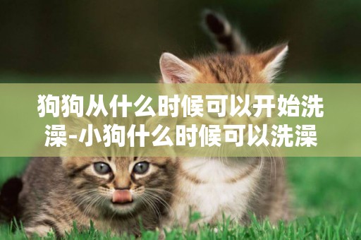 狗狗從什么時候可以開始洗澡-小狗什么時候可以洗澡